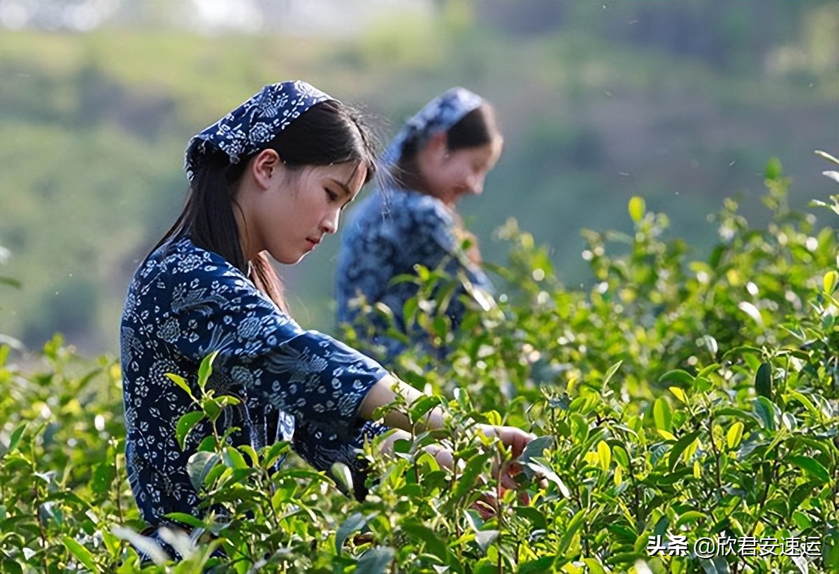 茶叶可以寄国外吗,茶叶寄到国外要怎么寄