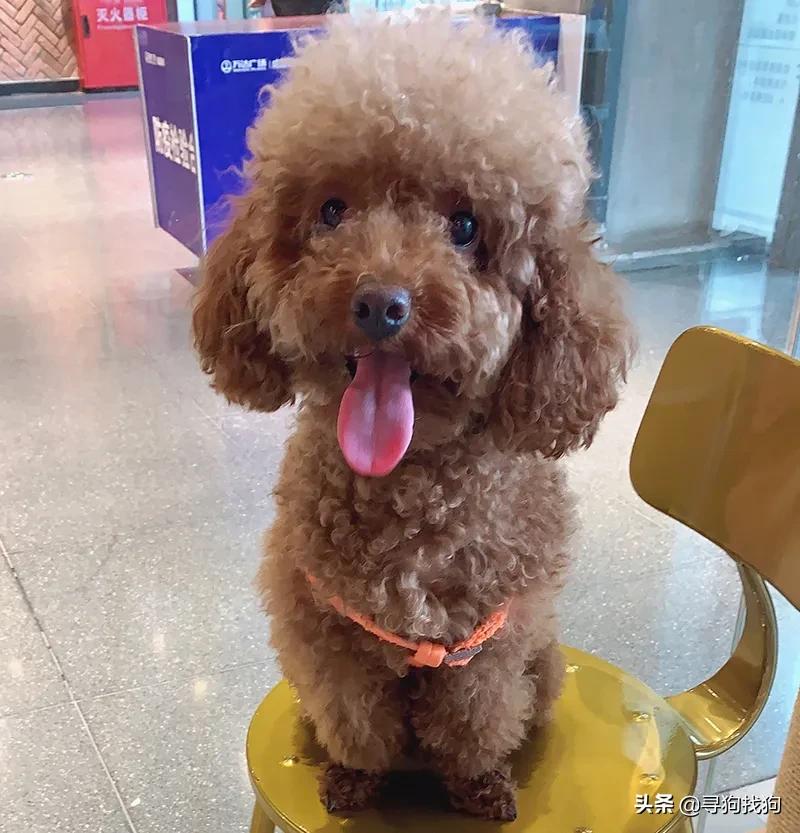 沈阳流浪泰迪犬价格,小店区泰迪寻狗