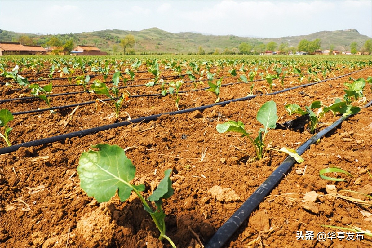 西兰花变身致富花,华亭油菜花