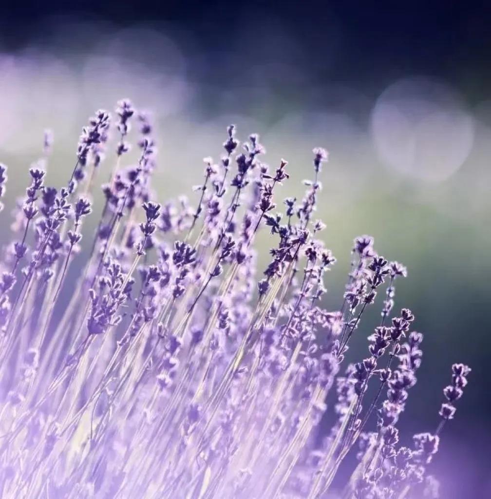 精油护肤的奥秘只有用了才知道,学会精油护肤绽放最自然的美