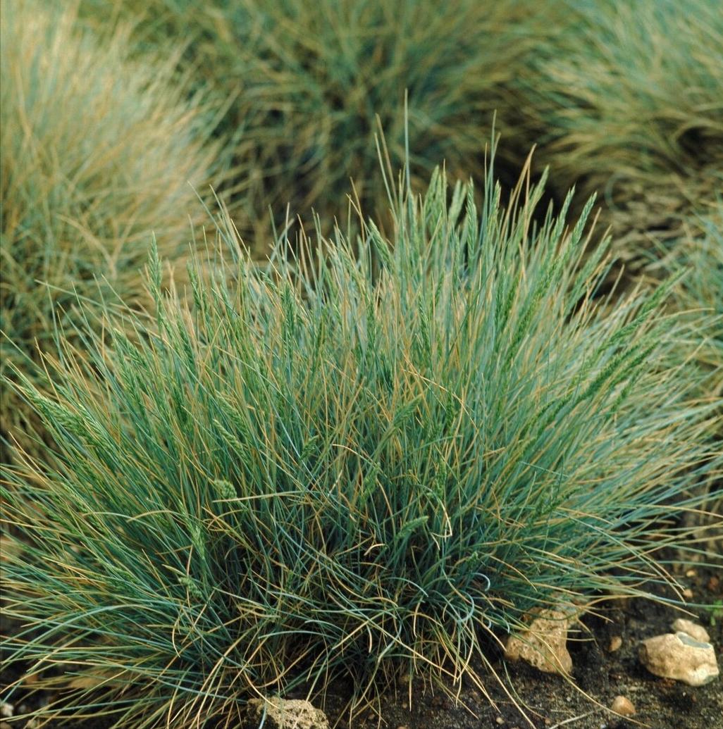 《中国大百科全书（第2版）》读书笔记03147-被子植物门