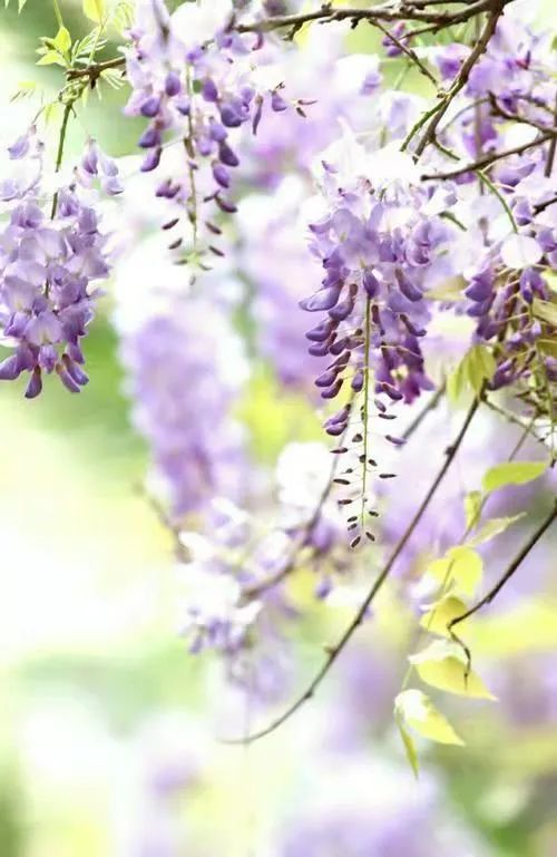 紫藤花，一锅炖不下的豆科，也有浪漫的一帘幽梦｜花名册No.00079