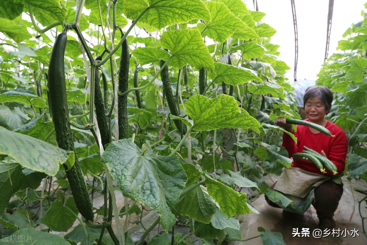 最常见几种蔬菜的种植方法,怎样种植蔬菜的小窍门