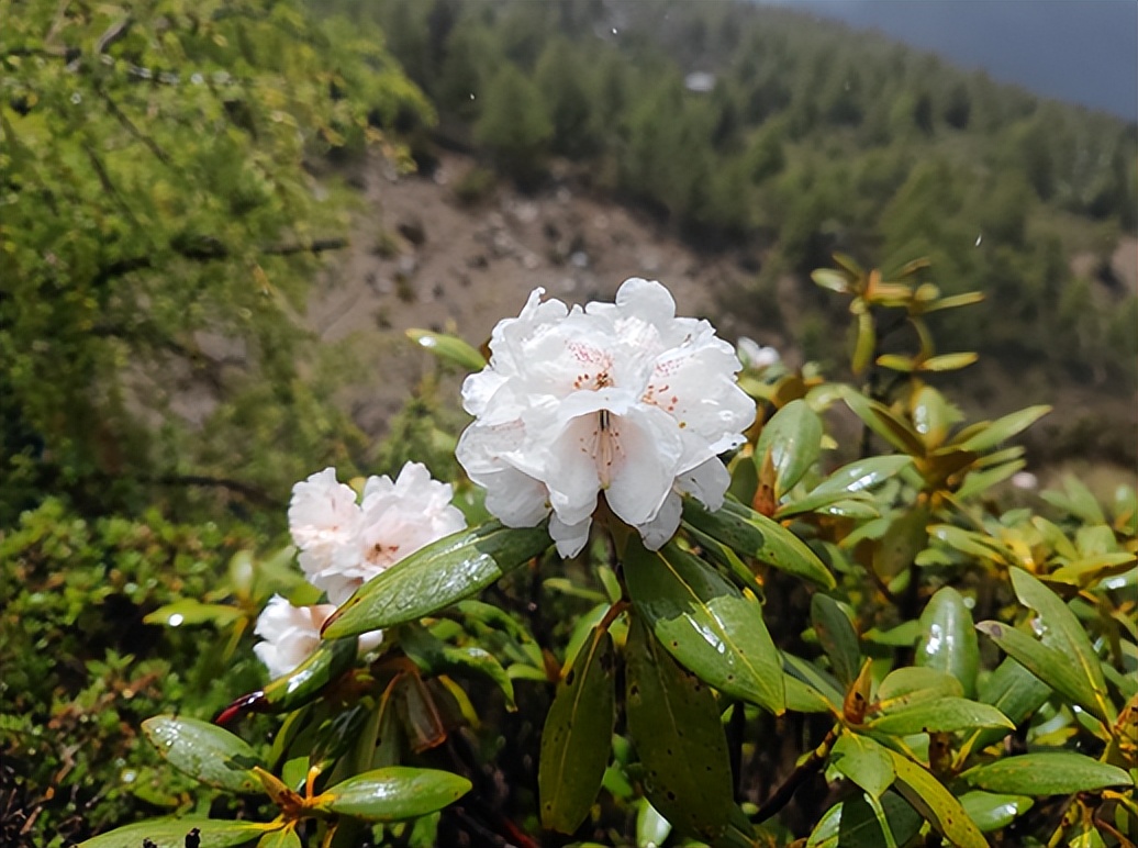 让人魂牵梦绕的雪山秘境,最美的雪山秘境
