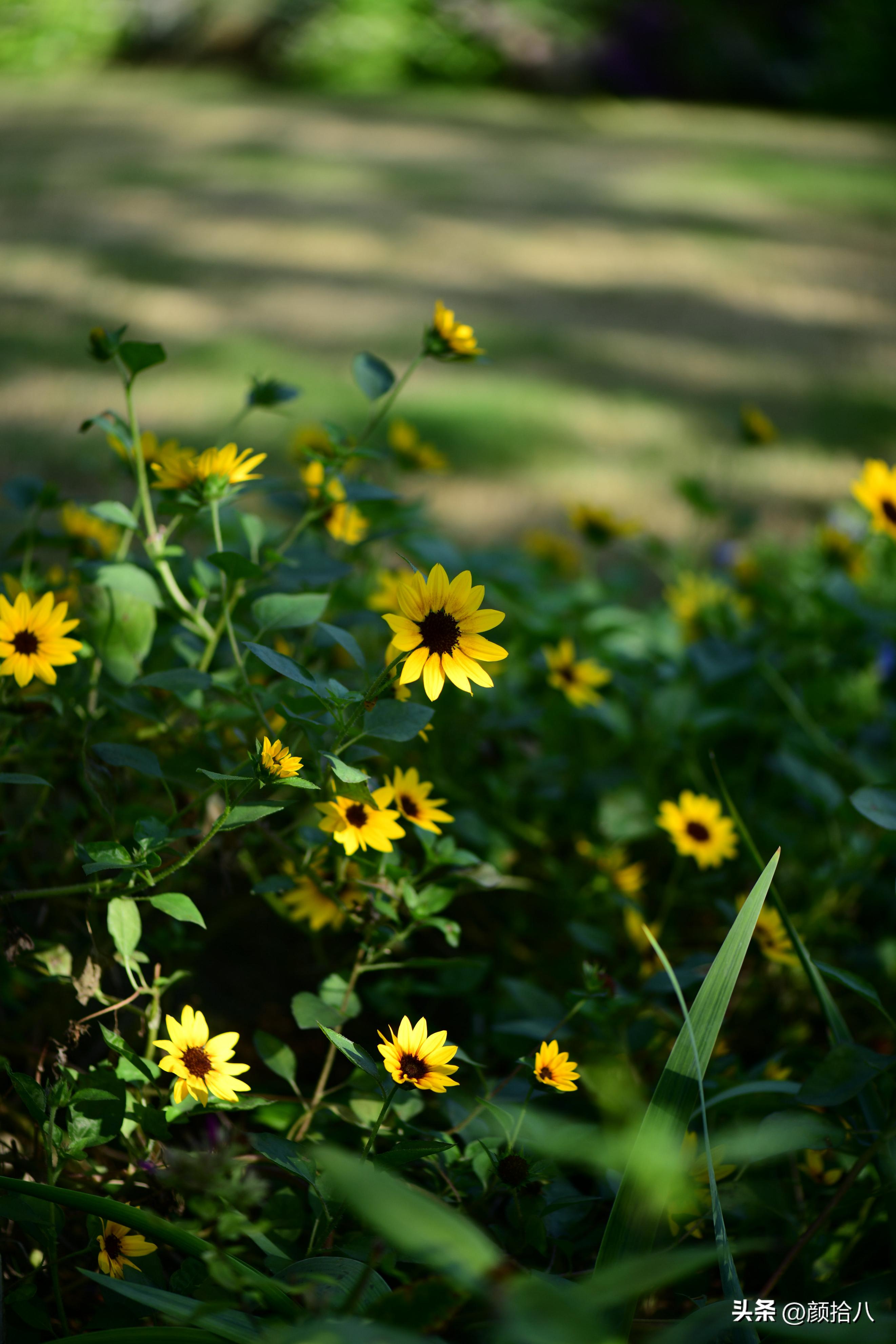 光辉岁月向日葵单朵花能开多少天,光辉岁月向日葵开花效果