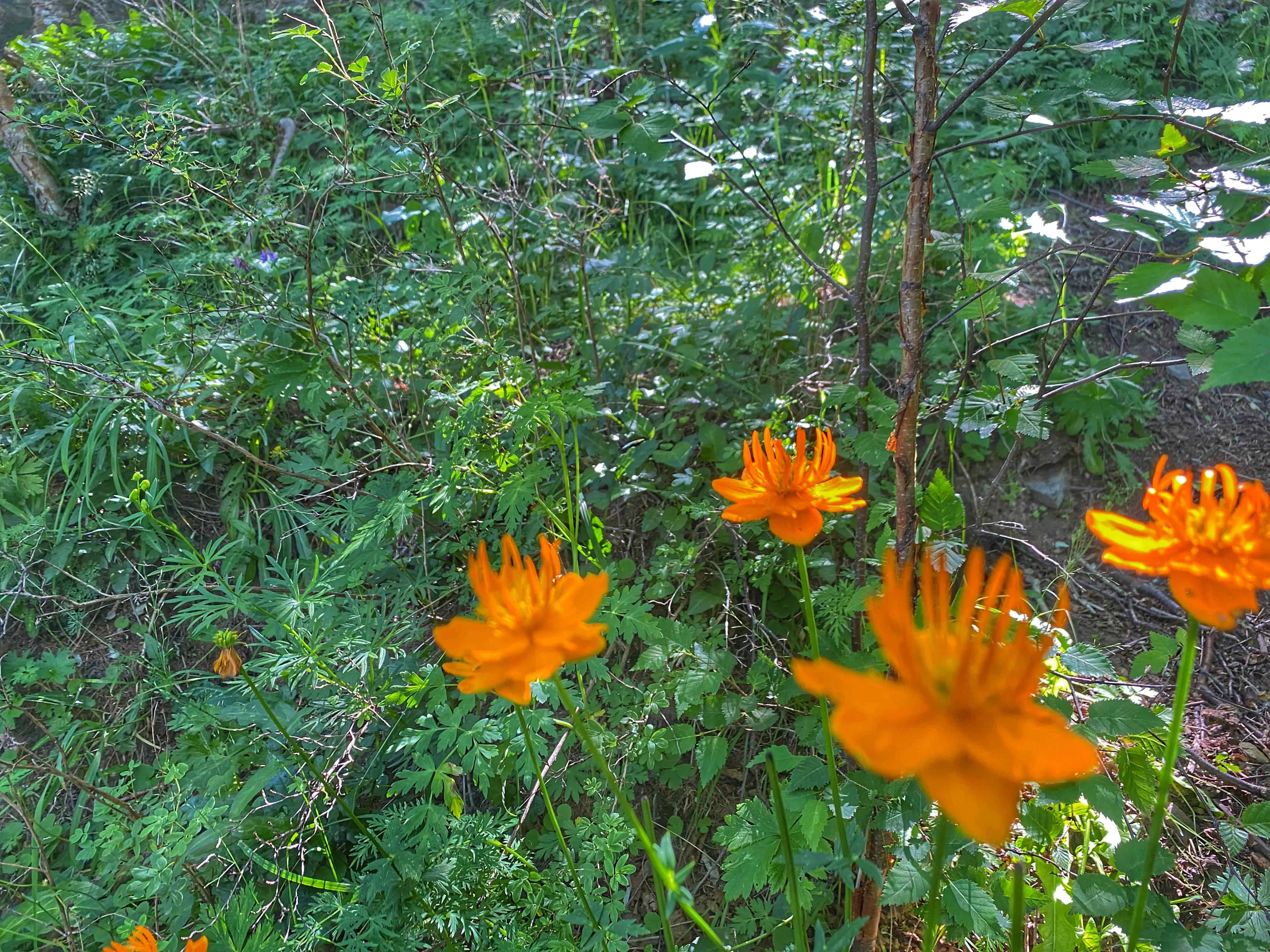 川西高山草甸云海露营,川西高原露营看云海星空