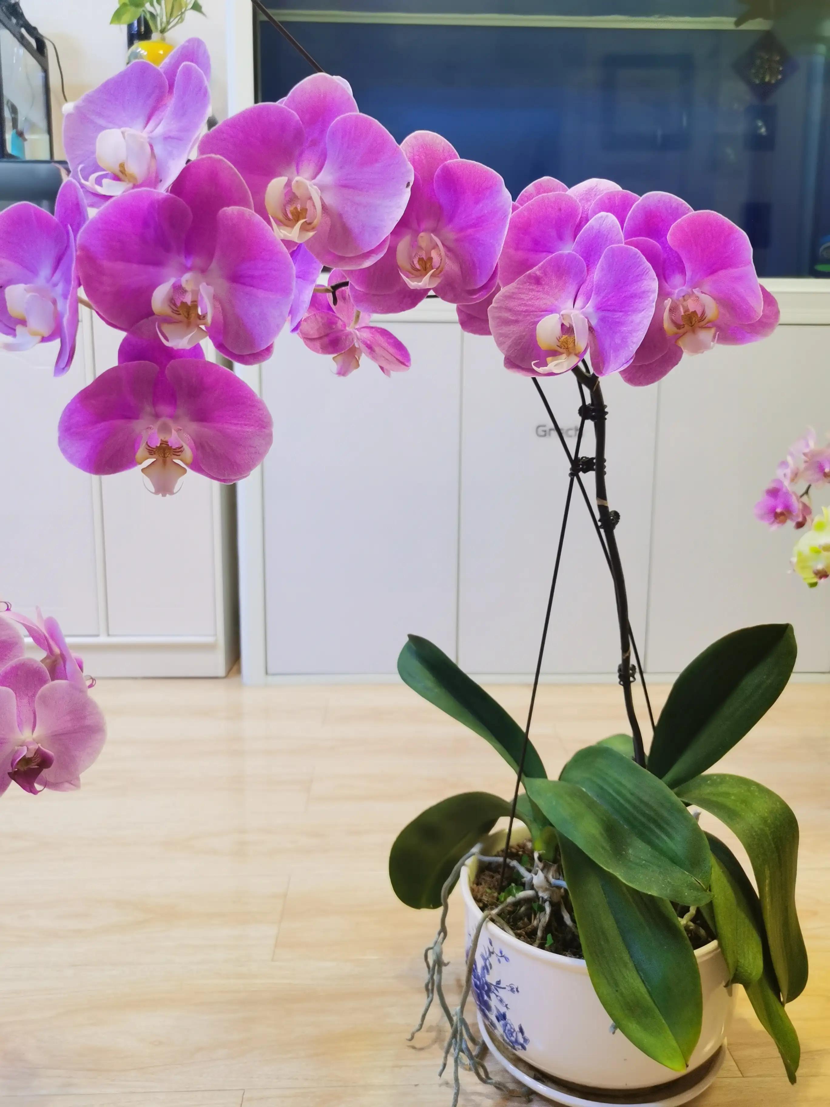 粉黛佳人水仙,紫水仙图片大全