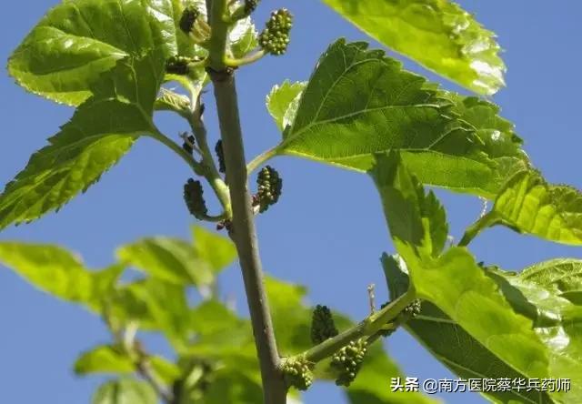 祛风湿关节筋骨疼屈伸不利的中药,一味草药治疗风湿关节肿痛偏方