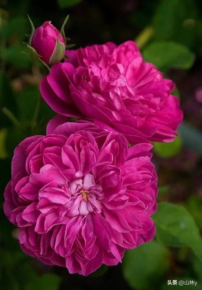 十大绝美花朵,绝美花朵视频