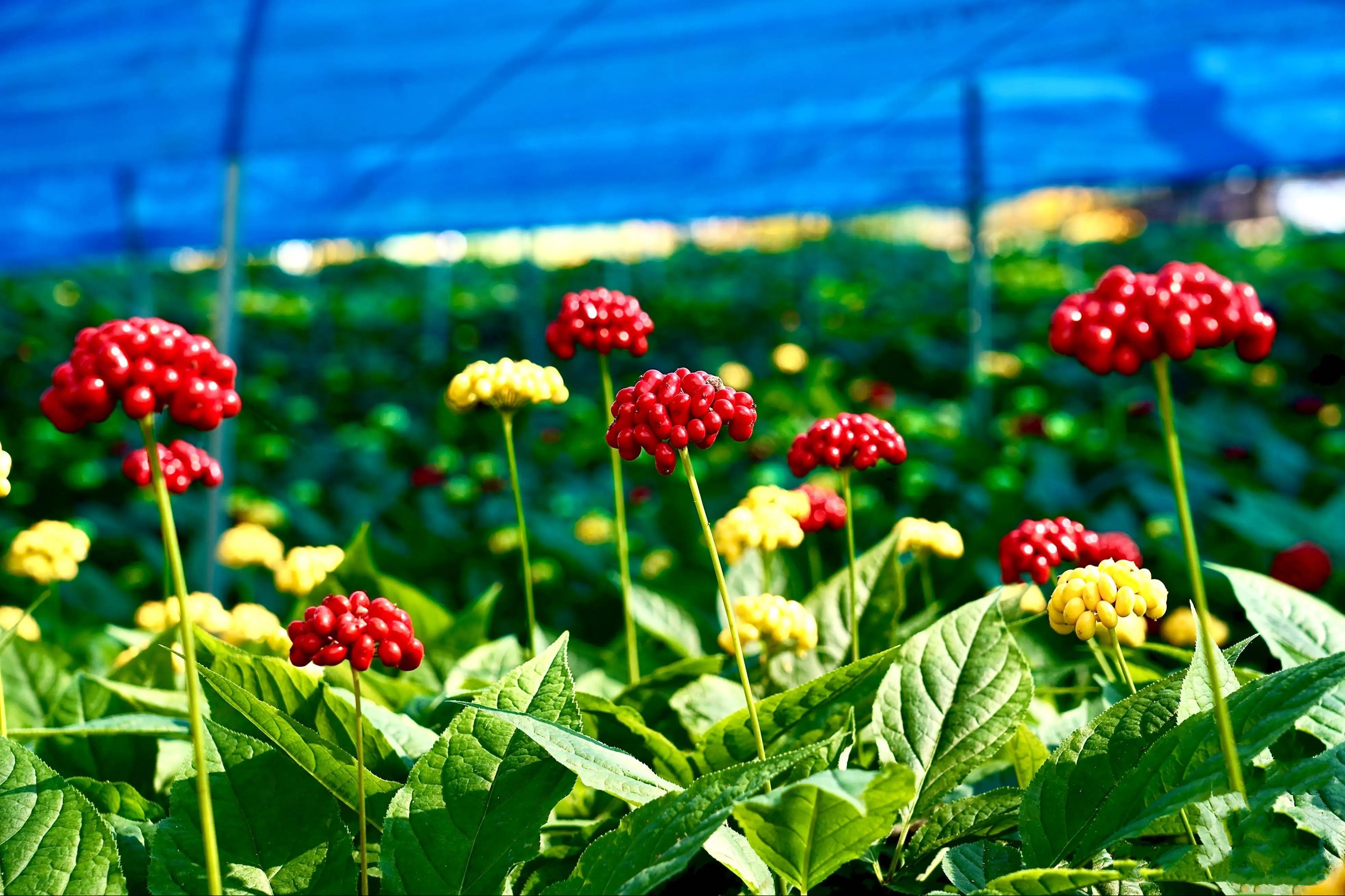 最好的野人参值多少钱一斤,野人参一般20年多少钱