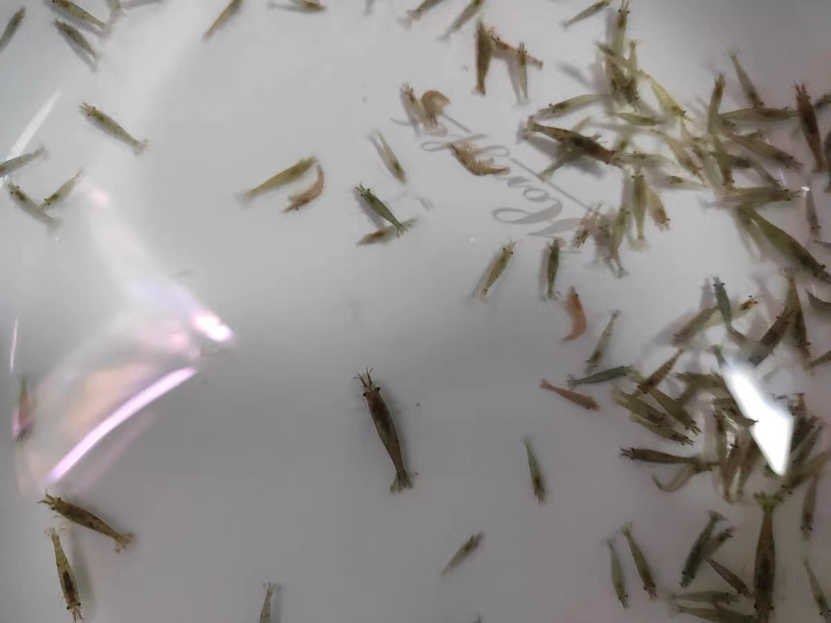 用河沙过滤可以解决鱼缸黄水吗,用土霉素鱼缸黄水了需要处理吗