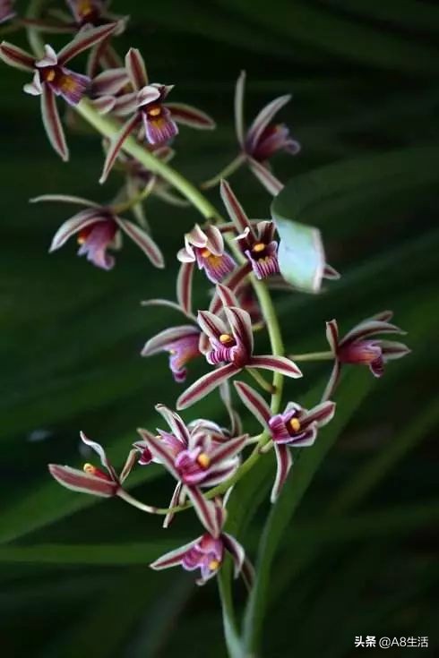 带你认识中华兰花纹瓣兰,顶级纹瓣兰图片