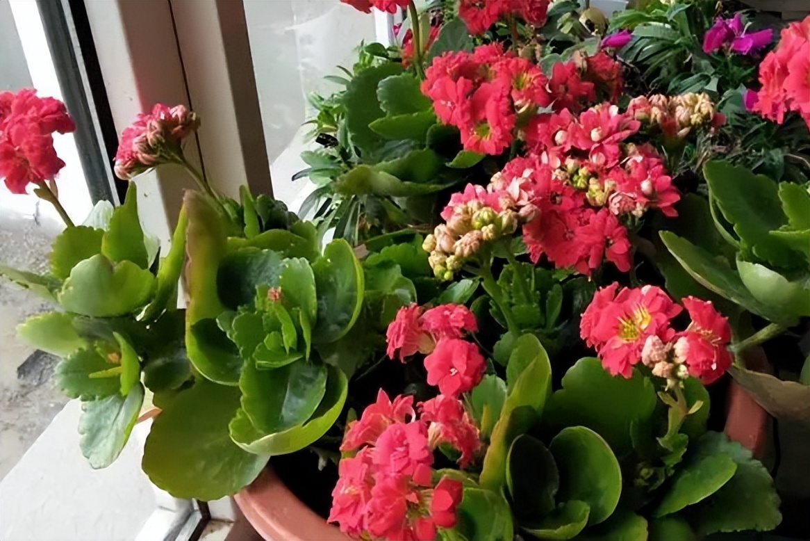 十大适合懒人种植的花,适合家庭种植的观赏花