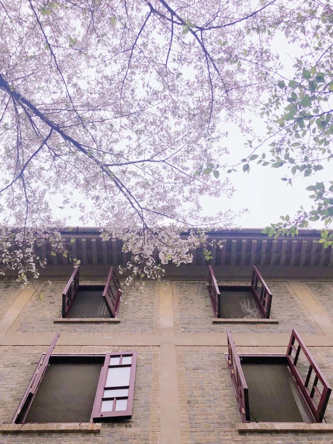 武汉大学被誉为最美大学主要不在于樱花，而在于其建筑和山水园林