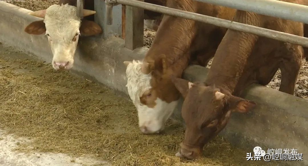 “我们这十年”丨崆峒：“畜”势勃发“牧”歌欢唱