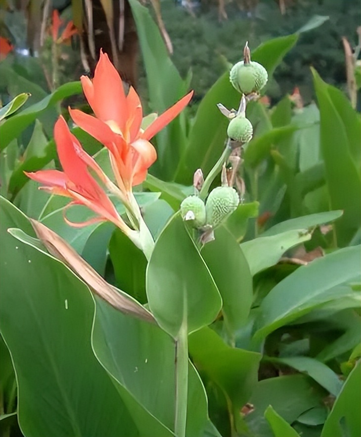 植物识别小口诀，总结的太全了！