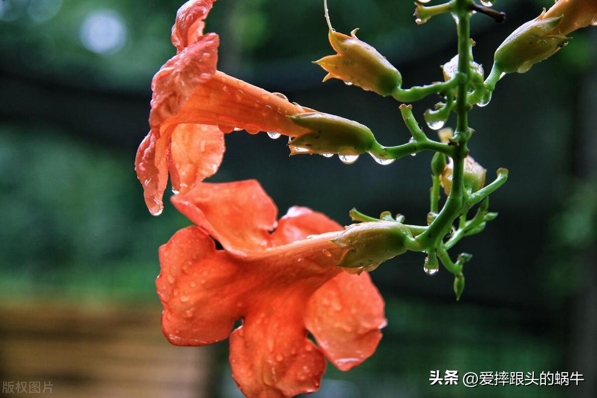 夏日里盛开的凌霄花,绚烂开放的凌霄花