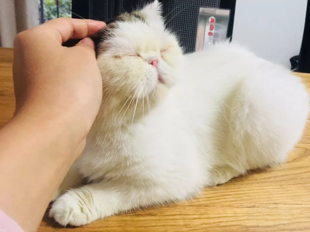 养猫之后的生活会有4点改变,养猫之后这6件事你一件也逃不掉