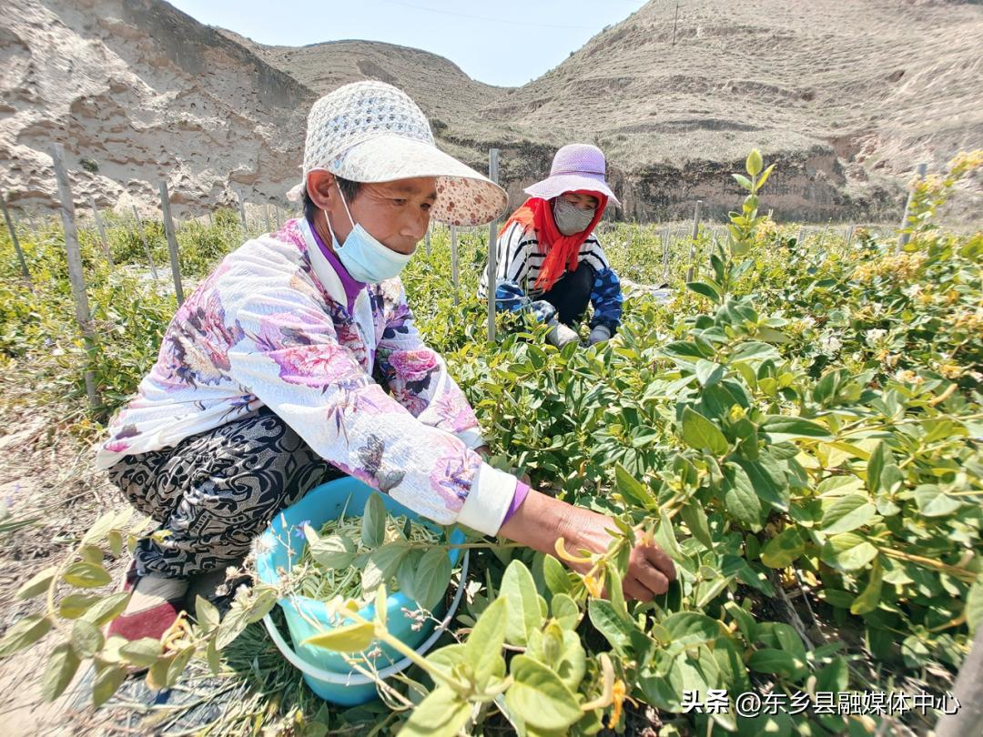 产业致富的新高地——沿洮河经济带东乡县达板镇开发建设系列报道（二）