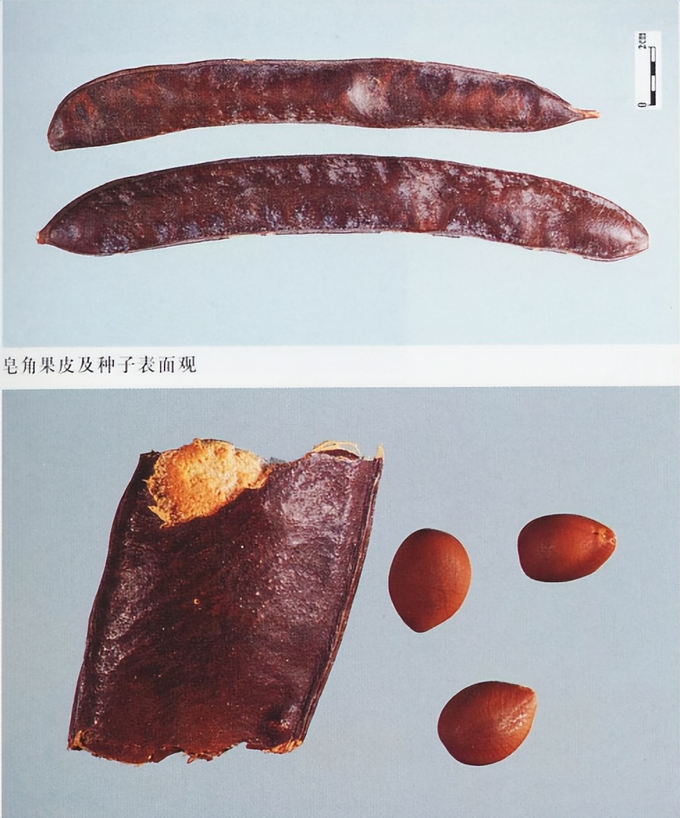 带你识别中草药,带你识别好茶