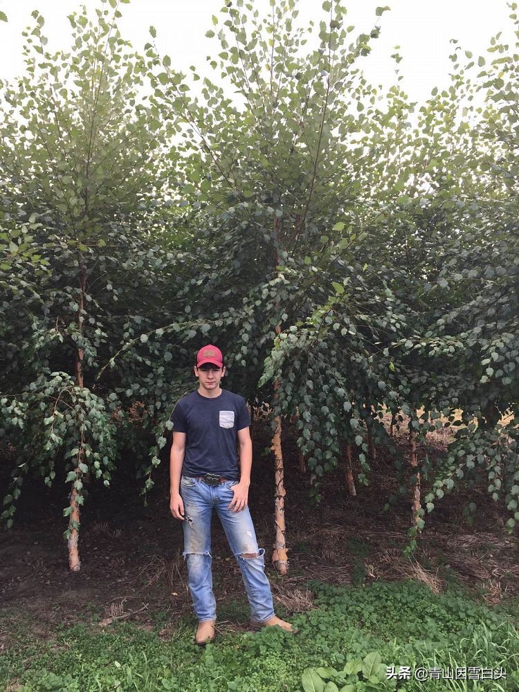 荒山种什么树木经济效益好,荒山种植什么最赚钱