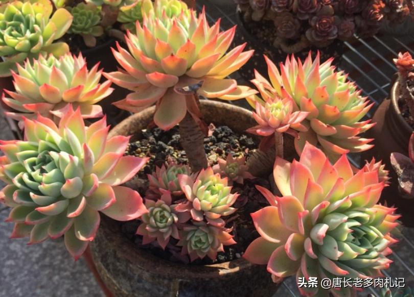 黄丽多肉木质化杆可以发根吗,木质化的多肉老桩光杆能扦插吗