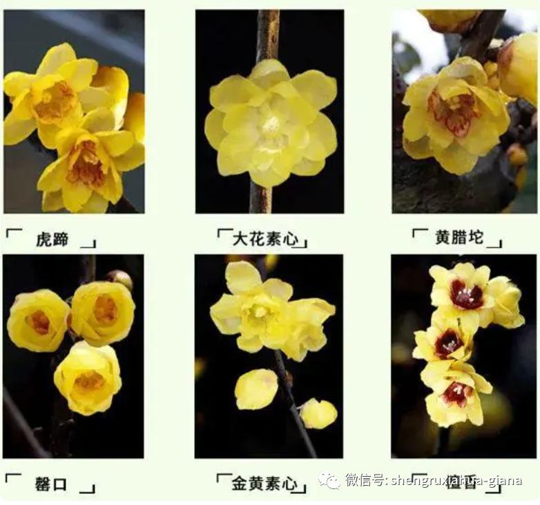 腊梅是在腊月开的,梅花是蜡梅还是腊梅