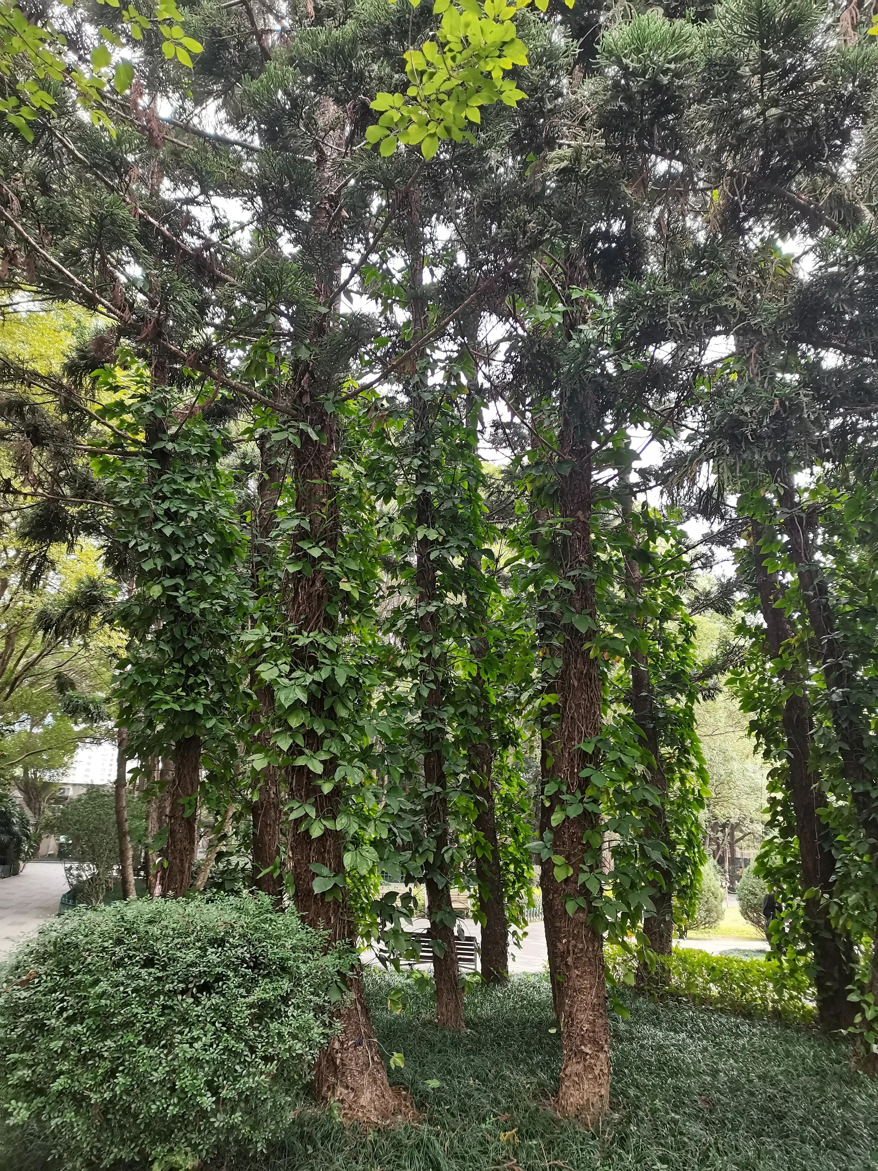 福州郁金香温泉公园,福州花海公园郁金香