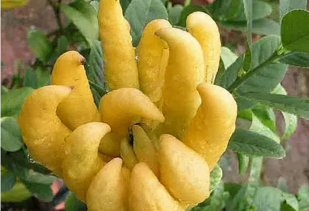 长相奇怪的中药佛手,佛手形状