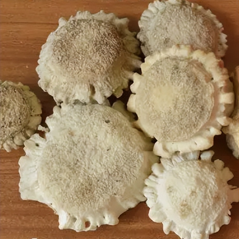 每天学习一味中药教学,中药鹿茸煎煮方法