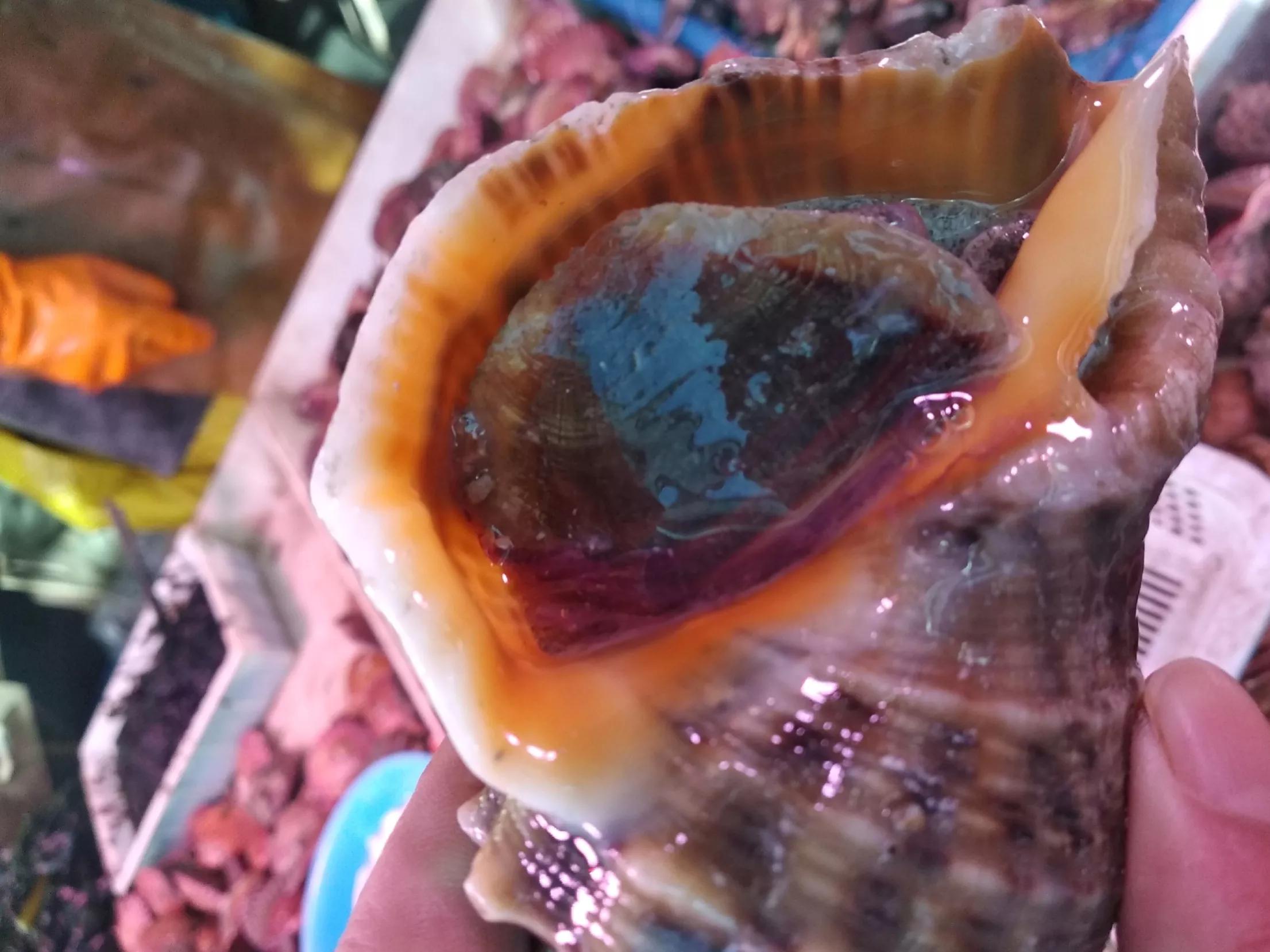 吃海螺生吃还是煮着吃,海螺的尾部到底是黄还是屎