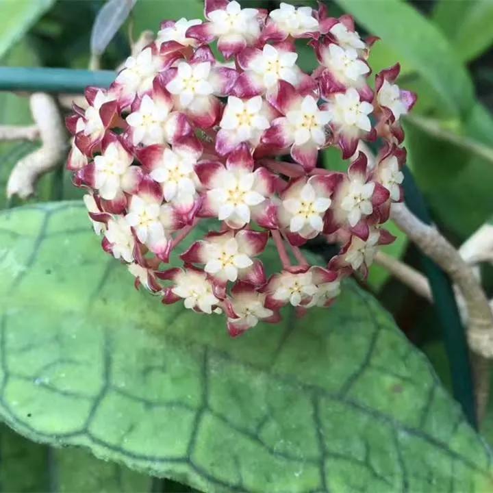 球兰花盛开瞬间,球兰花开完整版