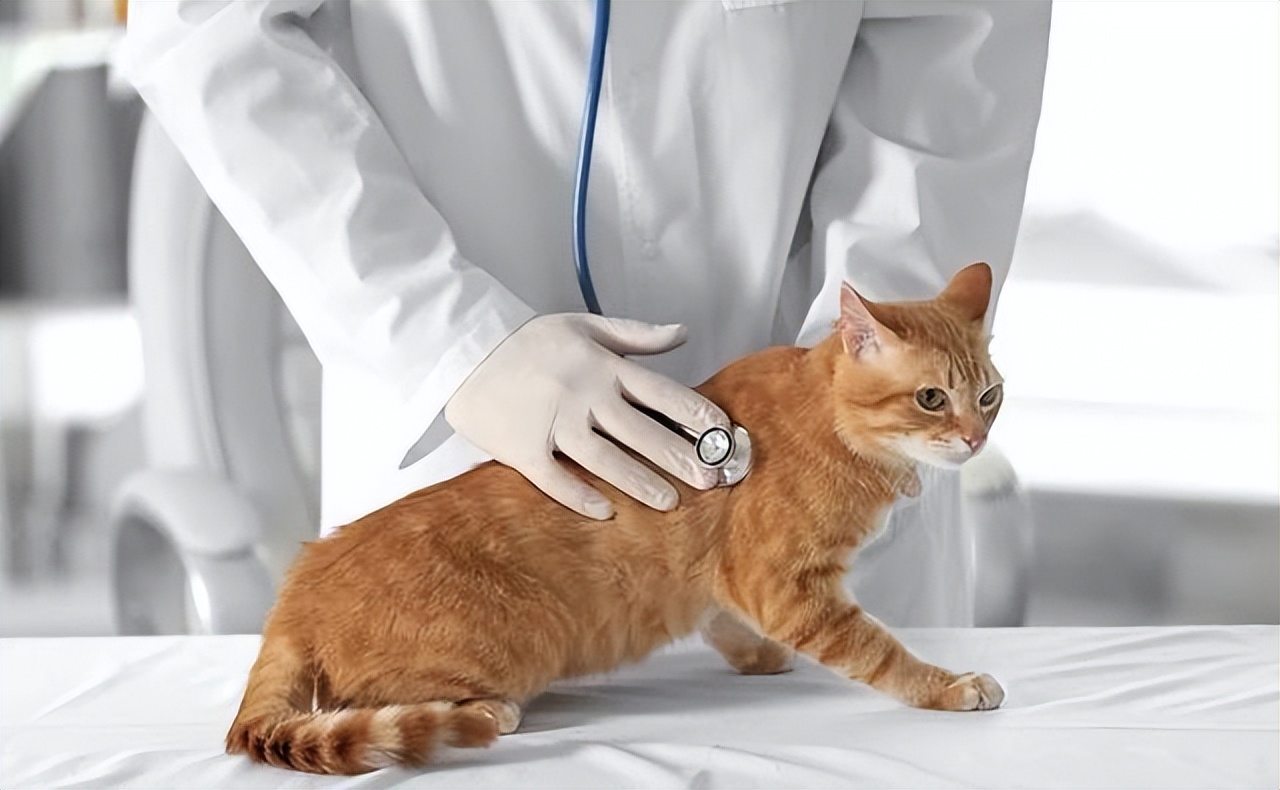 传染性腹膜炎用什么药物,传染性腹膜炎怎么治疗