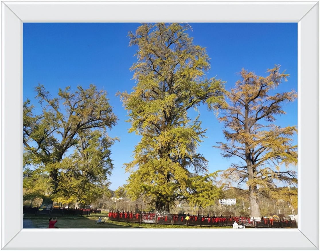 中国千年银杏谷住宿,中国千年银杏谷