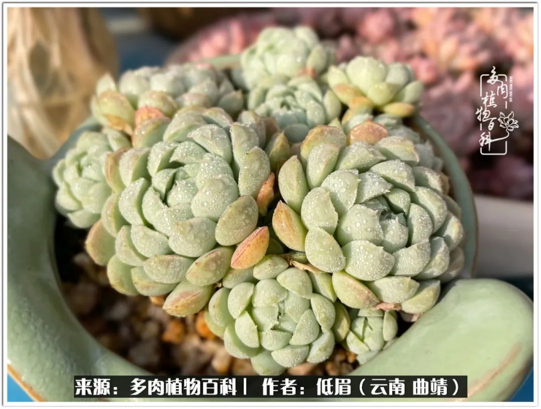 玉露多肉冬季分盆,玉露多肉怎样才能晶莹剔透