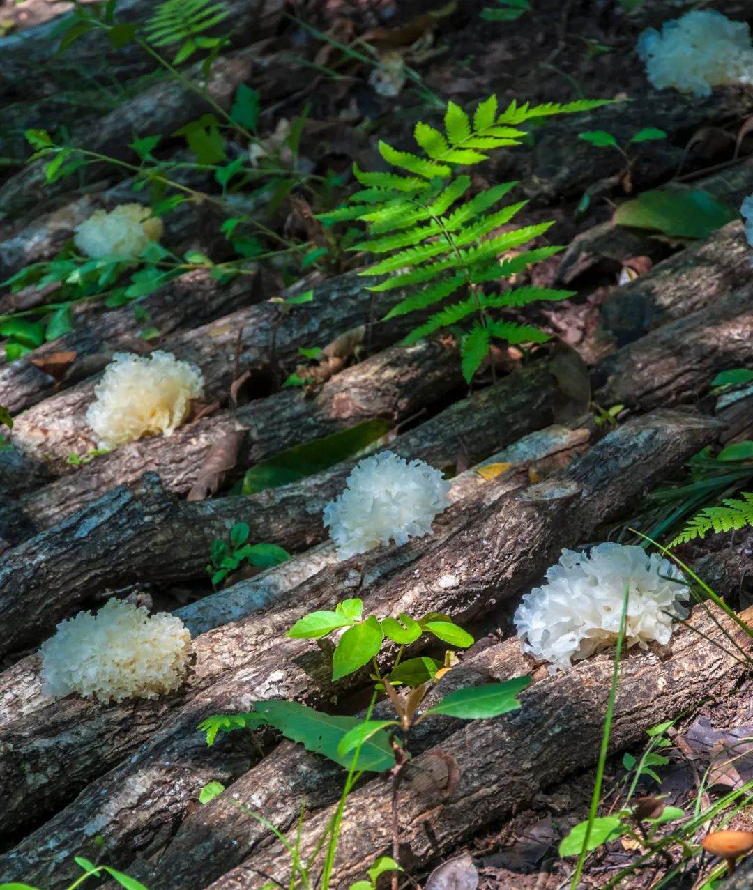 如果你要写通江，就不能只写通江