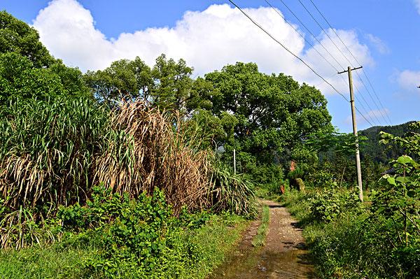 农村哭丧棒有讲究吗,出殡哭丧棒有什么讲究