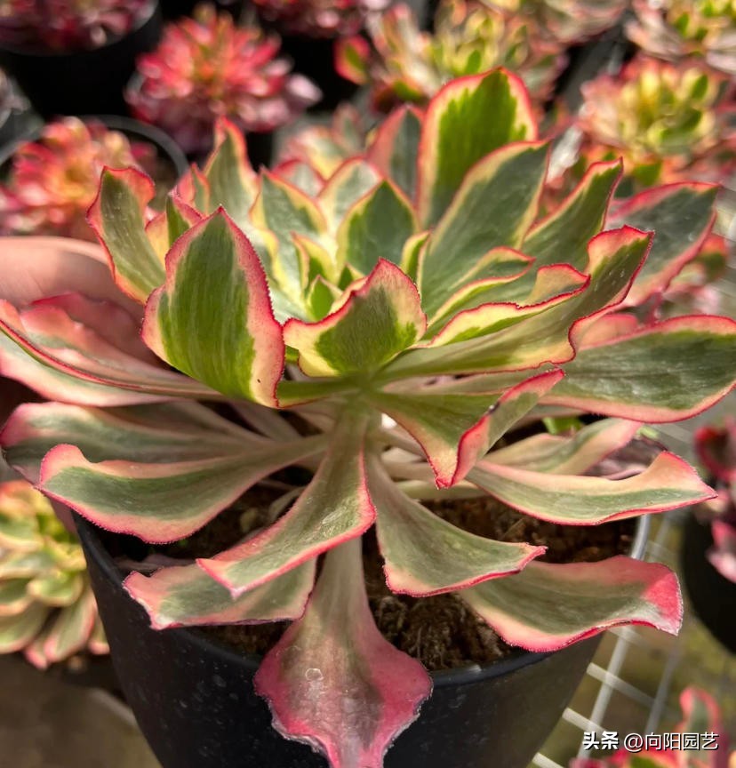 法师魅影现在什么价格,魅影法师锦为何贵