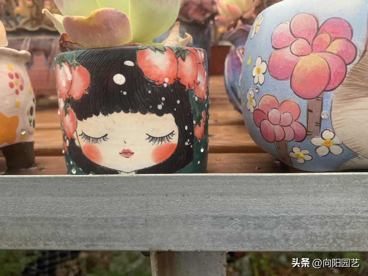 多肉花盆贵的和便宜的区别,紫砂盆和塑料盆养多肉哪个好