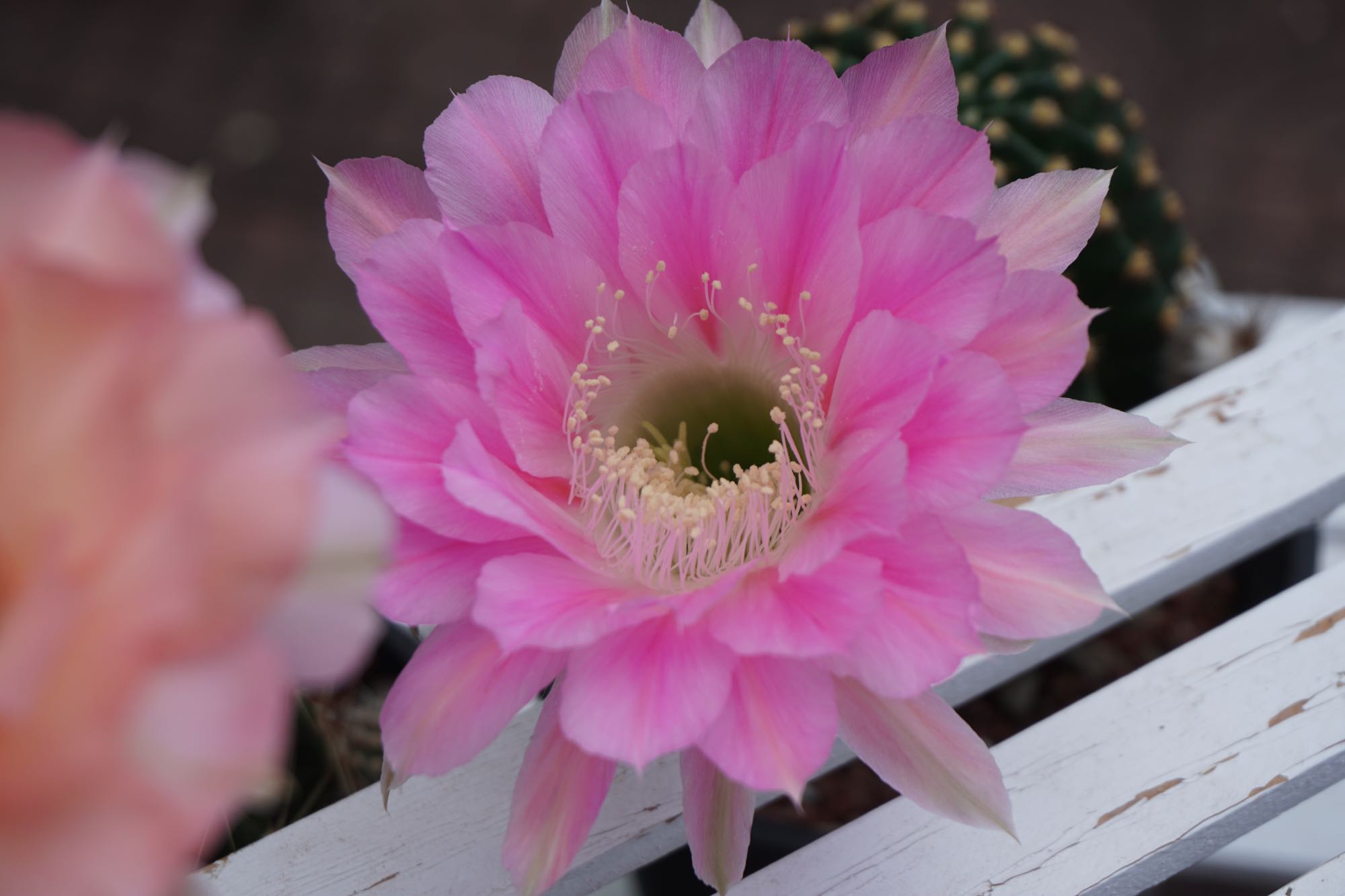 超级仙女仙人球,仙女仙人球开花
