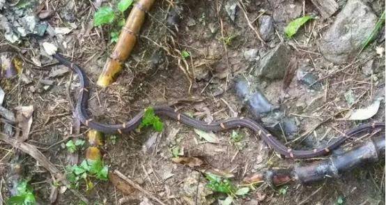 世界第一剧毒蛇,三角形的中国剧毒蛇