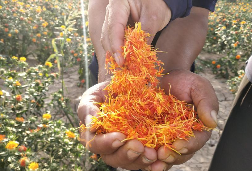 今年红花什么时候采摘,红花夏季最佳采摘时间