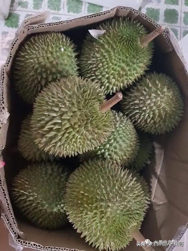 越南产地榴莲最新价格,越南榴莲品种视频