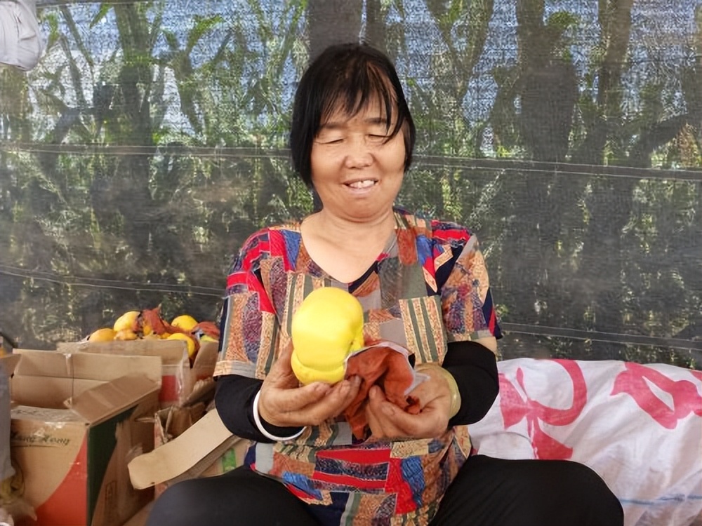 宝鸡凤翔南指挥镇：“小黄桃”敲开致富门