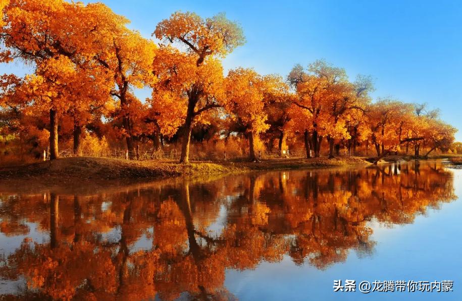 初秋额济纳胡杨林风景,额济纳秋天美景