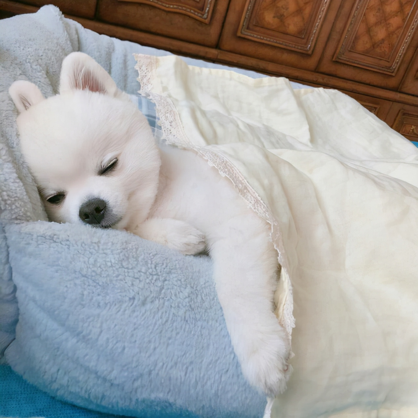 母狗做了绝育还会来大姨妈么,母狗做了绝育还会来大姨妈吗