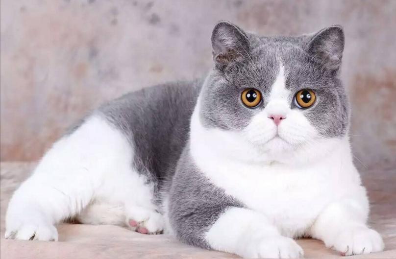 英短纯种和不纯种区别,英短品种不纯怎么办