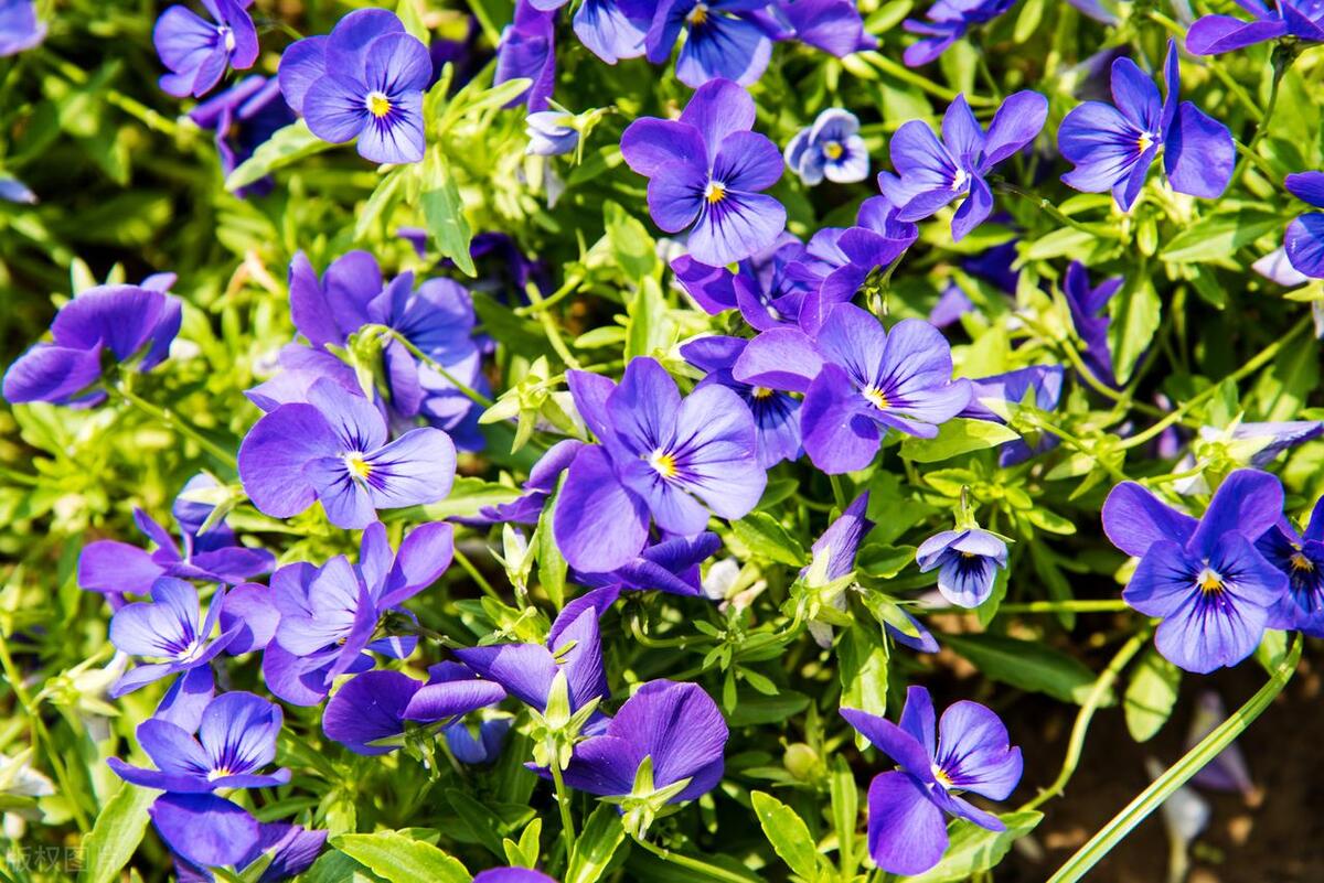 窗台养的小花,窗台上好养活的花