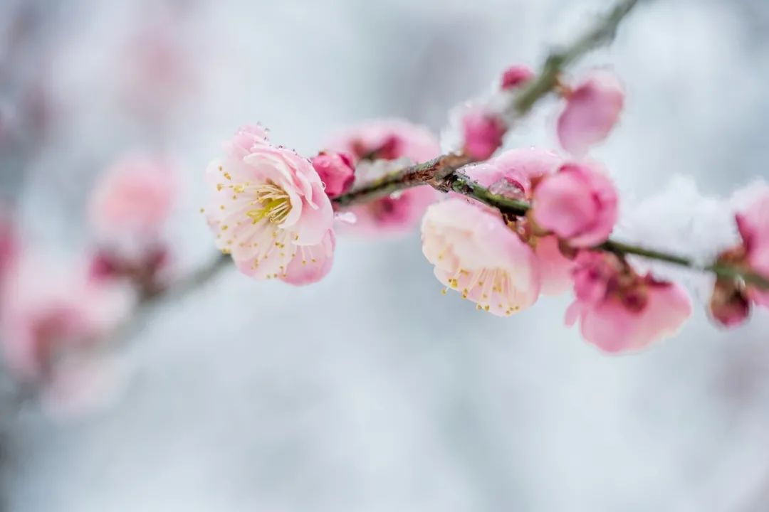 尼康z系列挂机镜头,尼康z24-200和24-120哪个好