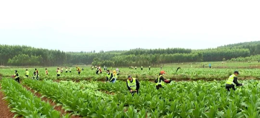 宾阳和吉镇铲除非法种烟叶视频,广西宾阳铲除烟叶给烟农补偿了吗